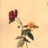 Fiori, seconda metà XIX sec.